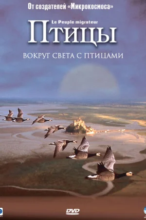 Птицы 